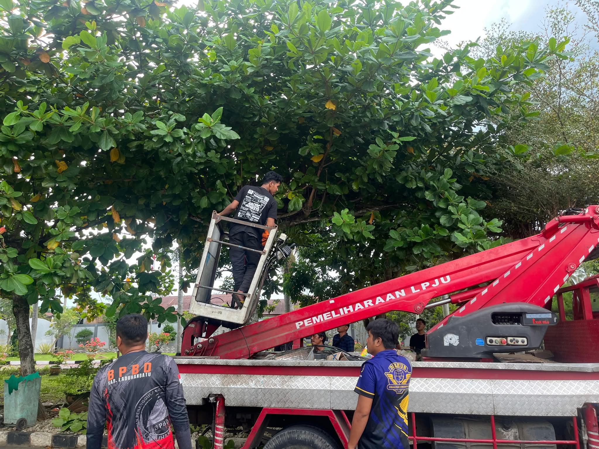 Dua Intansi Pemkab Labuhanbatu bekerja sama pangkas Pohon di Rumah Bupati Labuhanbatu.