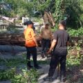 BPBD Labuhanbatu evakuasi Pohon Tumbang di Jalan Gouse Gautama Lingkungan Kantor Bupati.