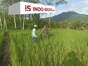 Dukung Ketahanan Pangan, Anggota Koramil 05/Pemangkat Laksanakan Komsos Bersama Petani Padi
