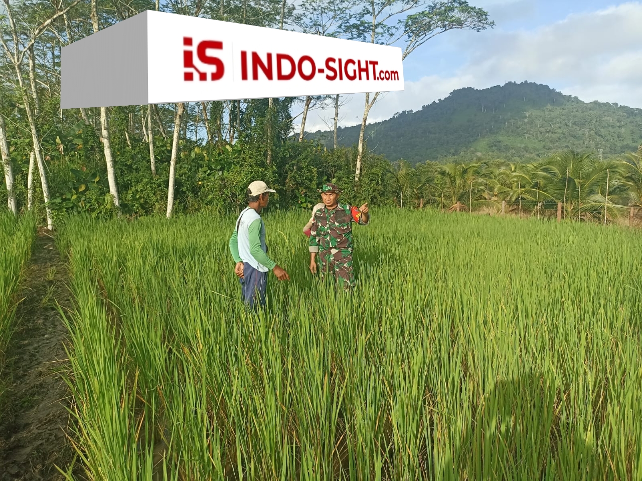 Dukung Ketahanan Pangan, Anggota Koramil 05/Pemangkat Laksanakan Komsos Bersama Petani Padi