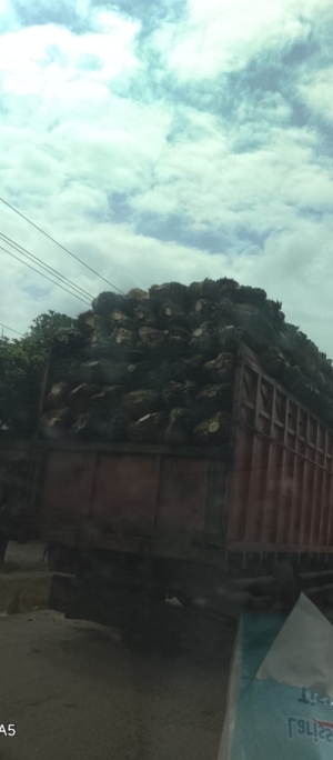 JM PKS PTPN Regional I Aek Nabara Bilah Hulu Terkesan Tutup Mata Terkait Pembelian Buah Tanda Sawit Pihak Ke III Langgar Prosedur Dan Ketentuan. 