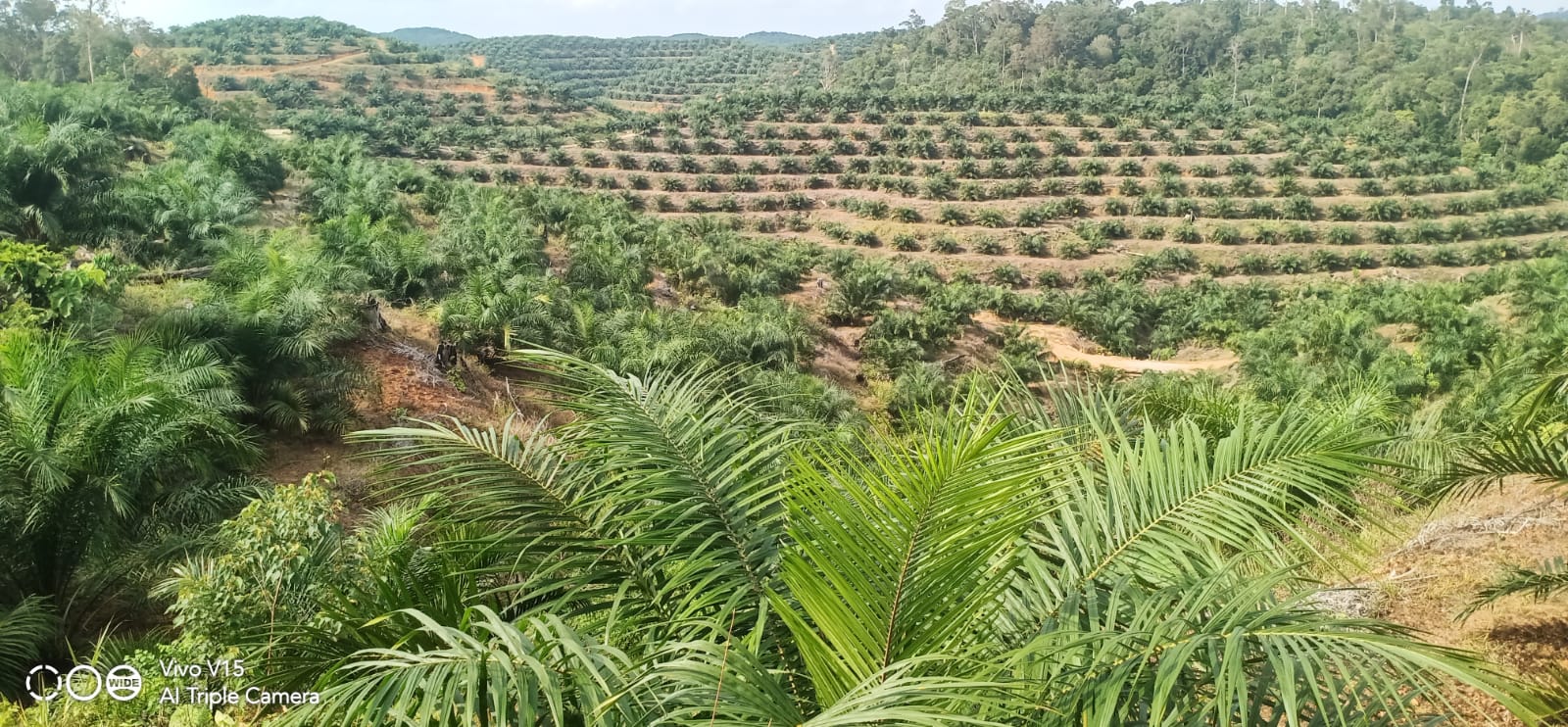 “Hutan Adat di Ketapang Terancam, Tokoh Adat Minta Pemerintah Tindak”