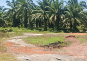 Polres labuhanbatu Komitmen Berantas Narkoba, sapu lidi ( Lidi-lidi) masih Eksis transaksi