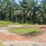 “Lapor Pak Dandim 0209/ LB” Diduga masih beroprasi di sapu Lidi ( Lidi-lidi) peredaran Narkoba Jenis Sabu 